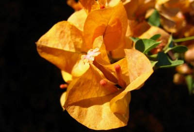 fleur de bougainvillebougainvillaea flower