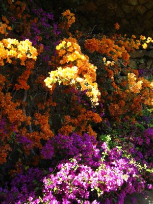 bougainvillesbougainvillaeas