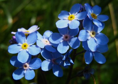 myosotis des AlpesMyosotis alpestris 