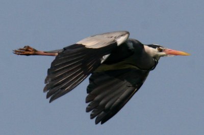  Herons in flight