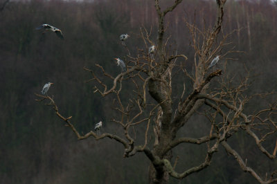 IMG_1512pspb.jpg