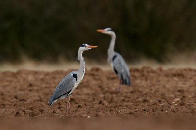 IMG_1576pspb.jpg
