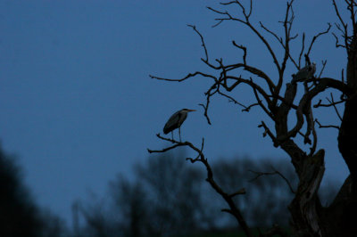 IMG_1964pspb.jpg