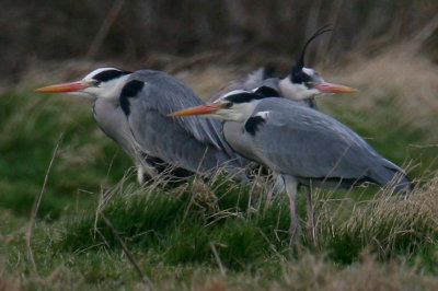 Herons gathering for breeding.