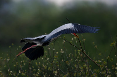 IMG_7337pspb.jpg