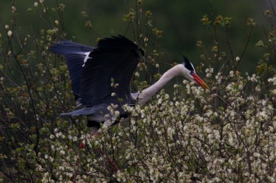 IMG_7384pspb.jpg