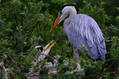 Herons building nest
