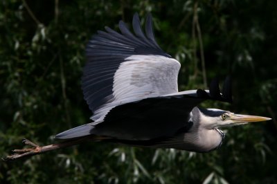 IMG_0608pspb.jpg