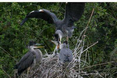 Heron chicks fighting for a fish