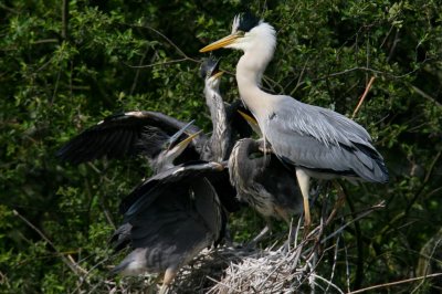 Heron feeds chicks with fish 10