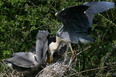 IMG_5892pspb.jpg