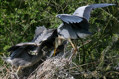 IMG_5896pspb.jpg