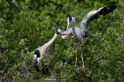 IMG_5945pspb.jpg