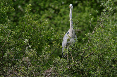 Herons 'changing guard' on the nest 10