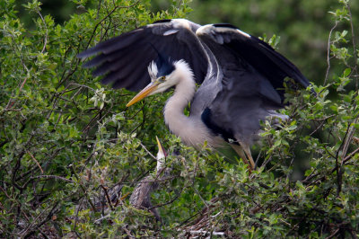 IMG_6466pspb.jpg