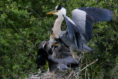 Heron feeds chicks with fish 20