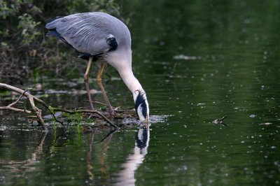 IMG_7078pspb.jpg