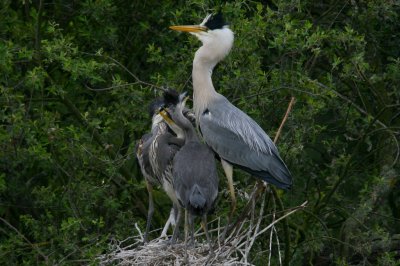 Heron feeds chicks with fish 25