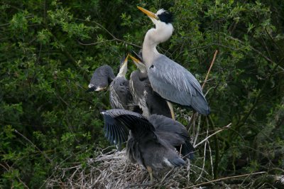 IMG_7206pspb.jpg