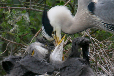 Heron feeds chicks with fish 5