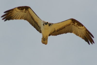 Florida Osprey