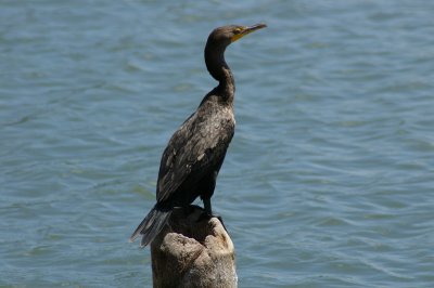 Florida Bird 2.JPG
