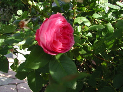 rose