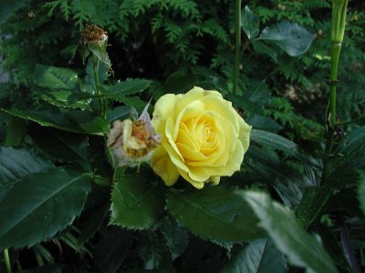 yellow rose