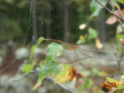 spiders web