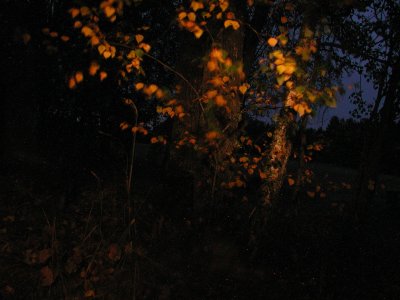 leaves in the dark