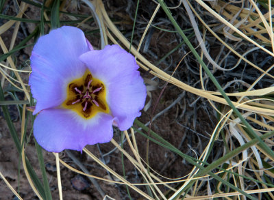 Sego lily, Ha Ho No Geh Canyon, AZ