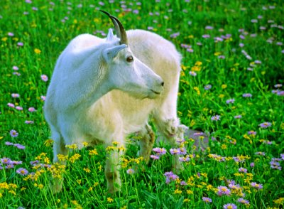 Mountain goat, Glacier N. P., MT