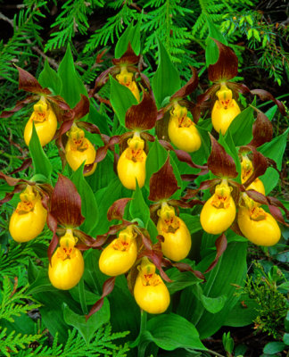 Yellow Lady's-slippers, Ontario, Canada