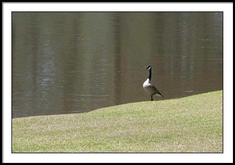 Papa Goose guarding the nest