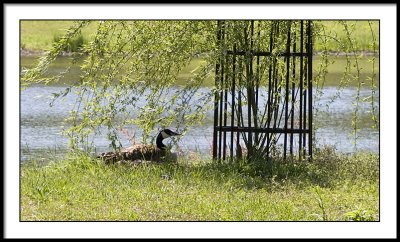 Mama Goose sitting on nest of eggs