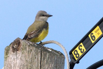 Kingbird_Western HS1_3397.jpg