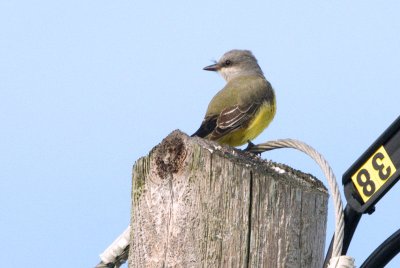 Kingbird_Western HS1_3409.jpg