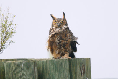 Owl_Great Horned HS1_7291.jpg