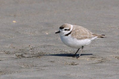 Plover_Snowy HS1_8157.jpg