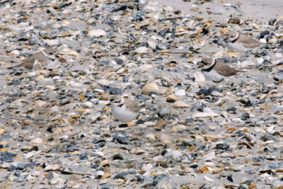 Plovers_Piping, Snowy, Semipalmated HS1_8255.jpg