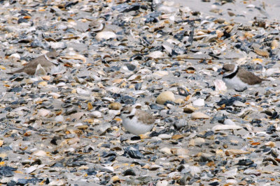 Plovers_Piping, Snowy, Semipalmated HS1_8260.jpg