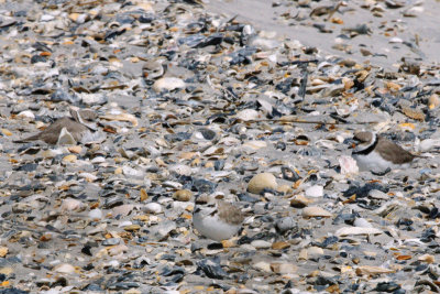 Plovers_Piping, Snowy, Semipalmated HS1_8264.jpg