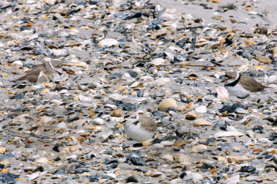 Plovers_Piping, Snowy, Semipalmated HS1_8277.jpg