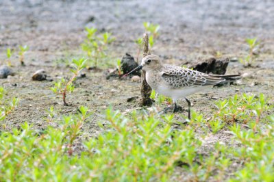 Sandpiper_Baird's HS2_4880.jpg