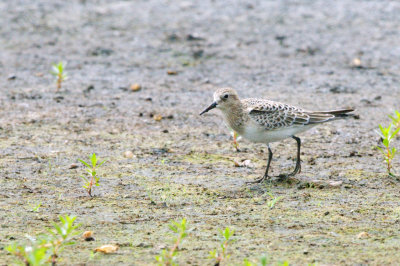 Sandpiper_Baird's HS2_4891.jpg