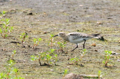 Sandpiper_Baird's HS2_4898.jpg