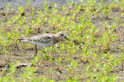 Sandpiper_Baird's HS2_4931.jpg