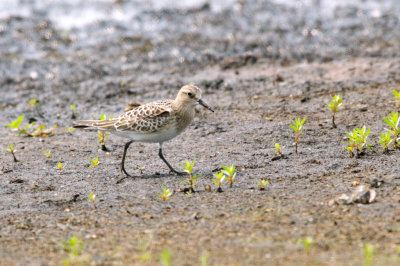 Sandpiper_Baird's HS2_5008.jpg