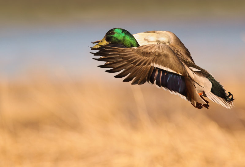 Canard colvert (Mallard)