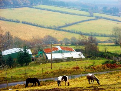 Three horses